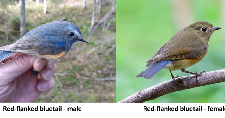The Appearance of a Siberian Rarity, The Red-Flanked Bluetail