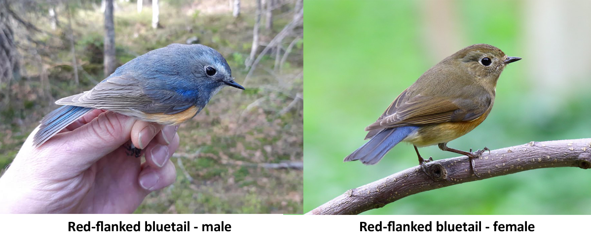 The Appearance of a Siberian Rarity, The Red-Flanked Bluetail