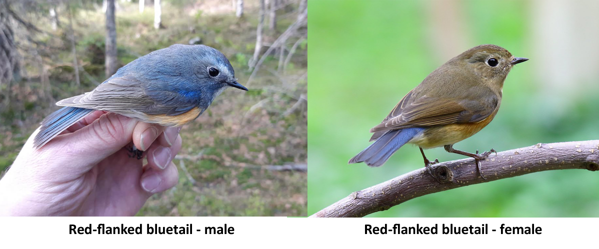 Red-flanked bluetail spotted for the first time in eastern US