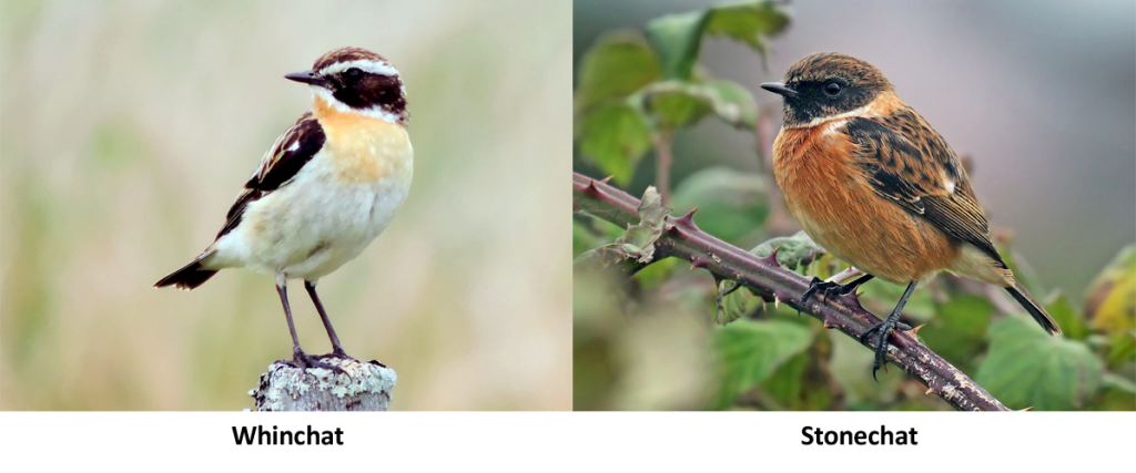 Two chat birds; the whinchat and the stonechat