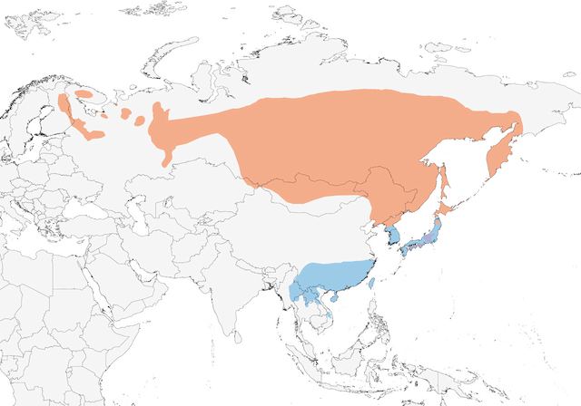 RED-FLANKED BLUETAIL RANGE