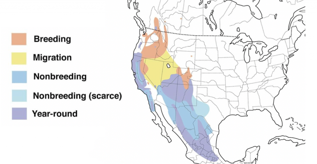 western-bluebird-range-map