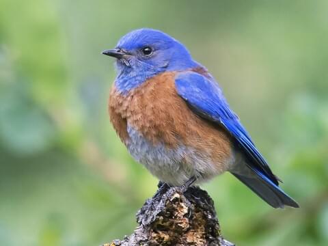 Western bluebird