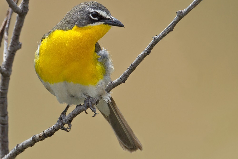 yellow-breasted-chat bird