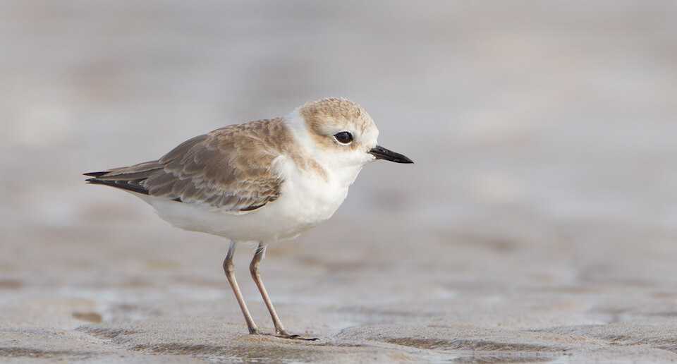 Cuban Snowy Plover