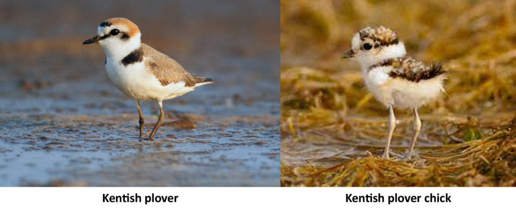 Kentish plover chick