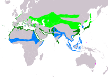 Kentish plover distribution map