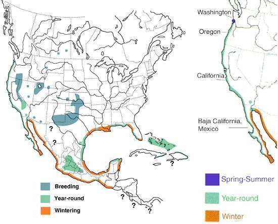 Distribution Map of the snowy plover