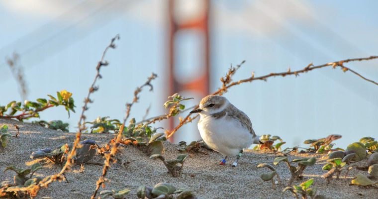 The Endangered Western Snowy Plover