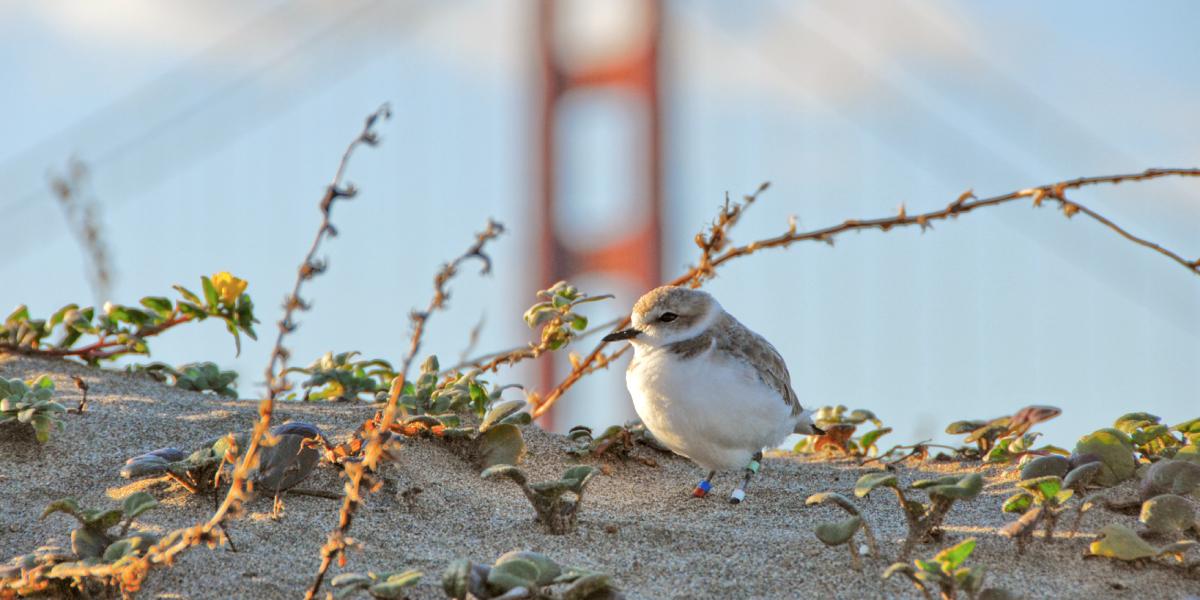 The Endangered Western Snowy Plover
