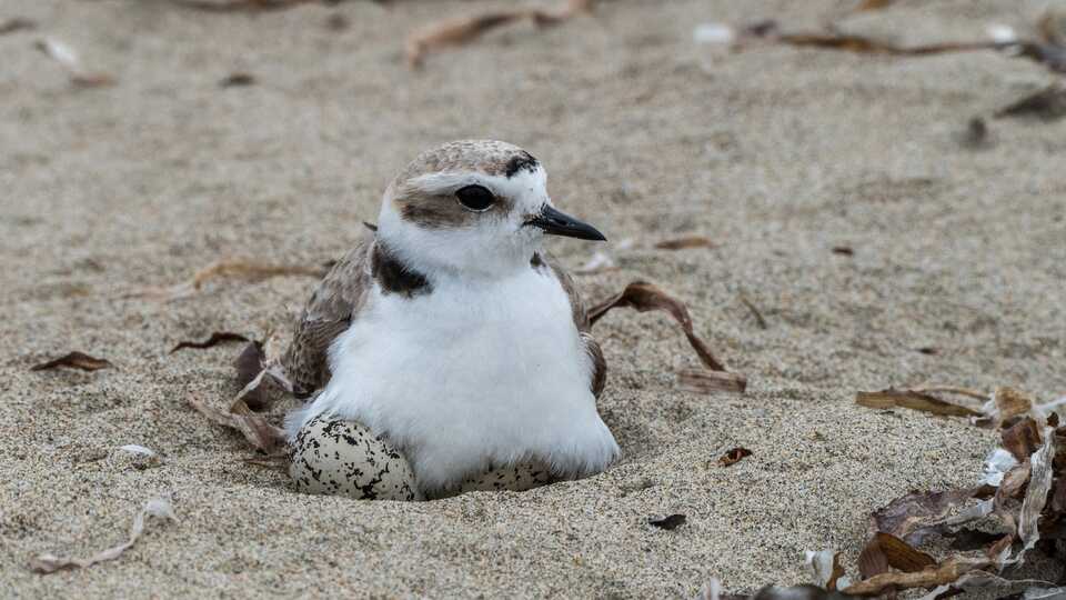 Western Snowy Plover