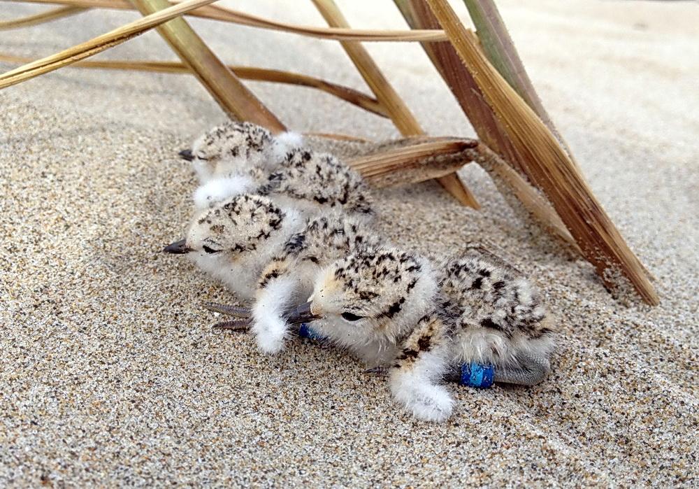 Western Snowy Plover chicks