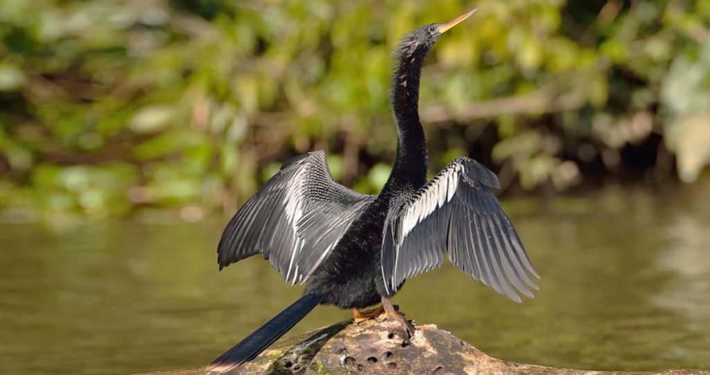 Anhinga