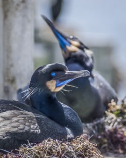 Brandt's cormorant