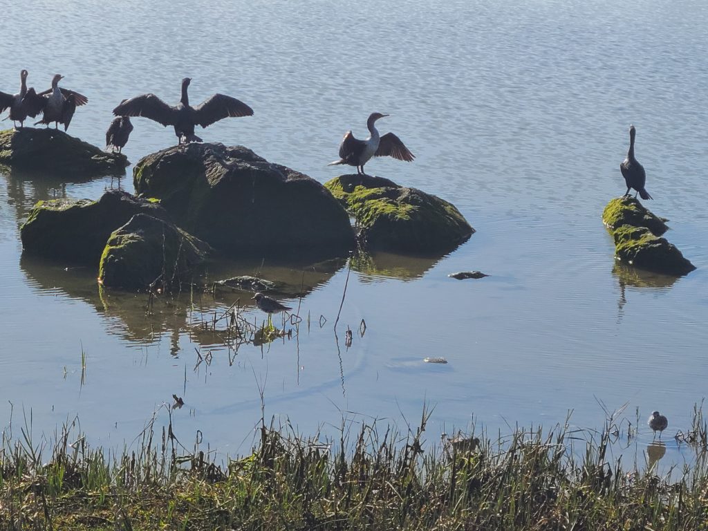 Cormorants at Corte Mader