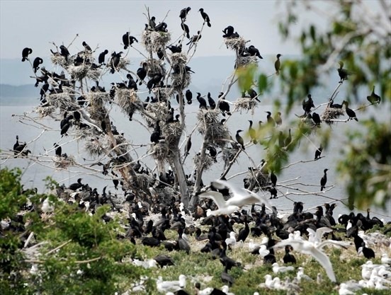 Double-crested cormorants in Ontario