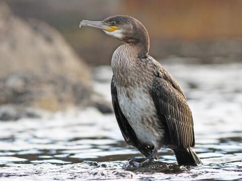 Great cormorant - juvenile