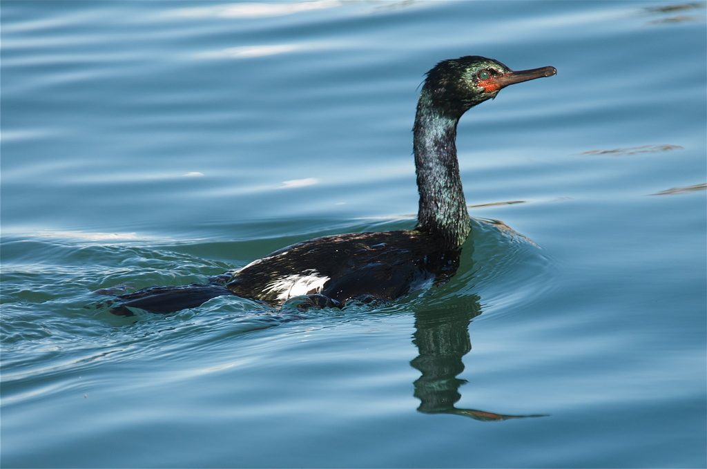 Pelagic cormorant