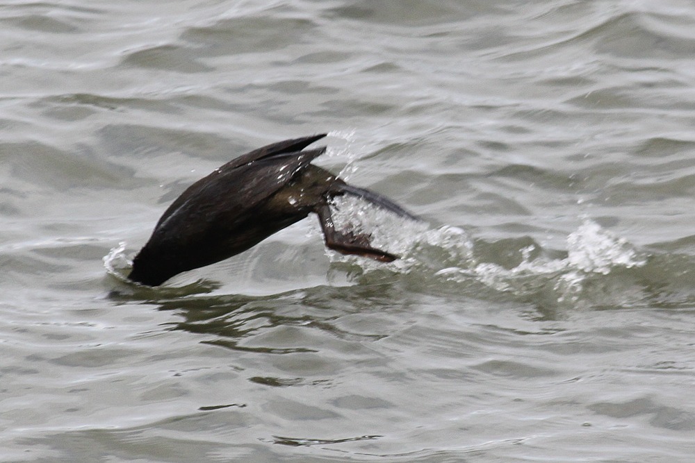 Shag diving