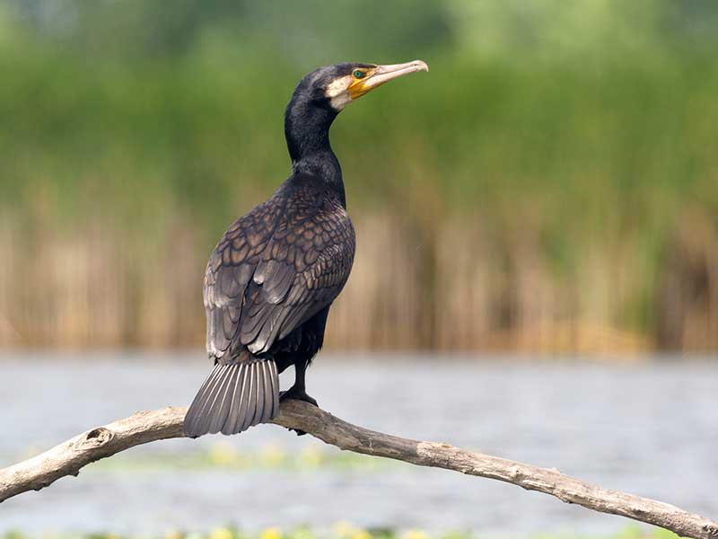 Adult Cormorant