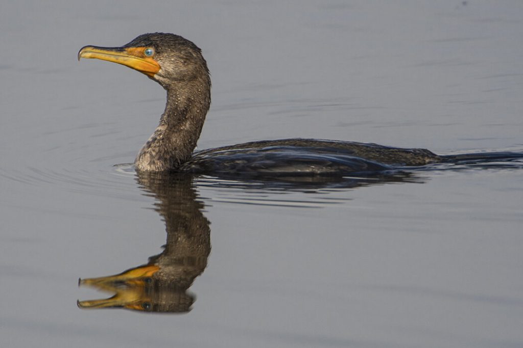 double-crested cormorant