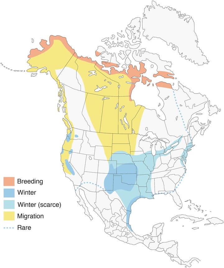 Canada Geese A Birdwatcher's Guide John R. Cammidge