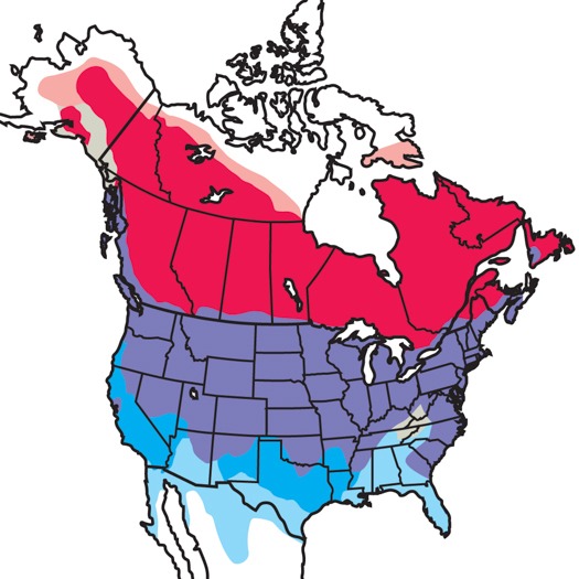 Canada goose shop migration route