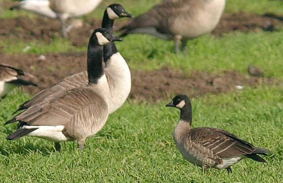 Canada and Cackling Geese
