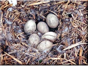 Canada geese nest