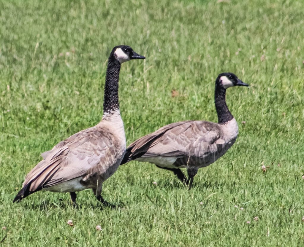 Canada goose - Moffitt's