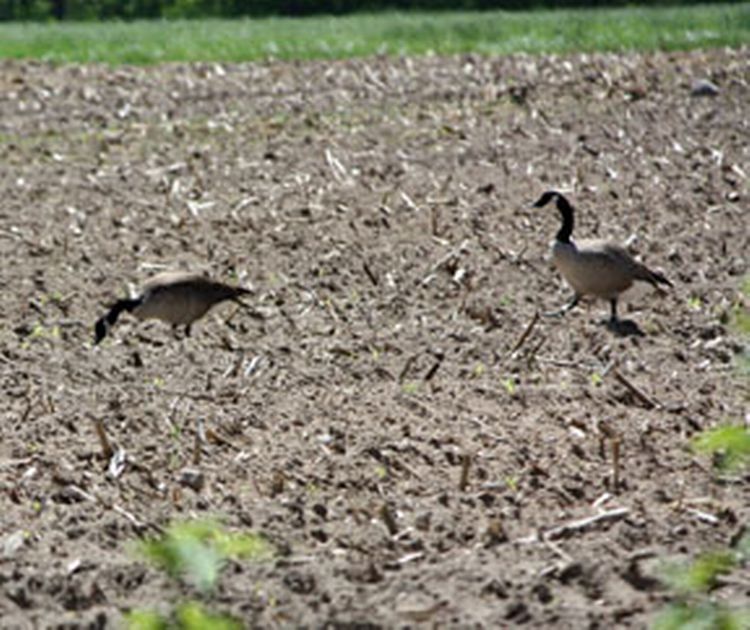 Canada goose damage