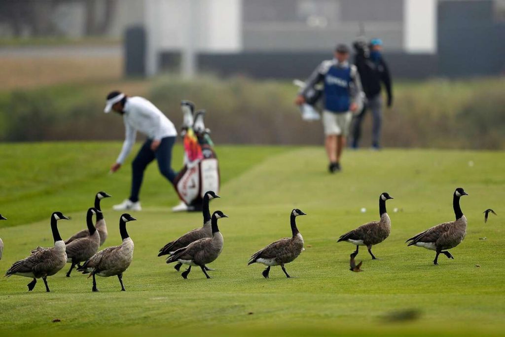 Canada goose golf