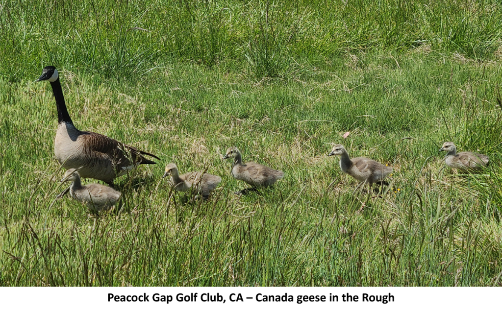 Canada geese outlet hunting uk