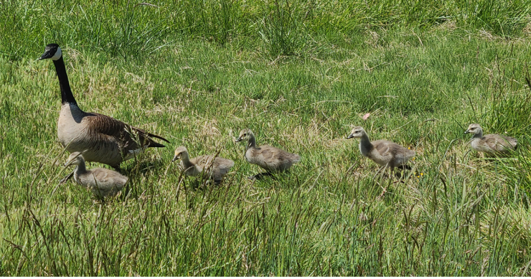 The Growing Abundance of Canada Geese