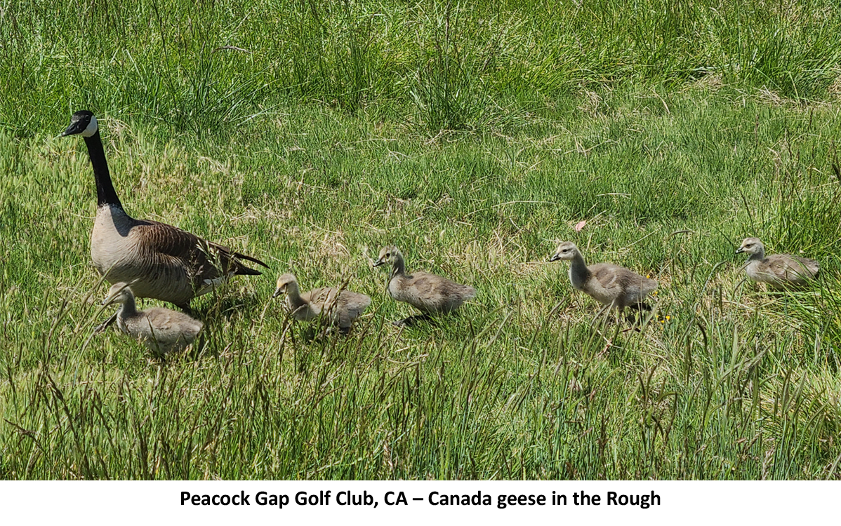 The Growing Abundance of Canada Geese