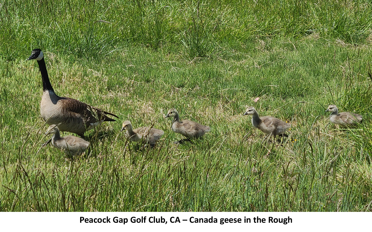 Canada Goose Identification, Life History, Habitat, and More