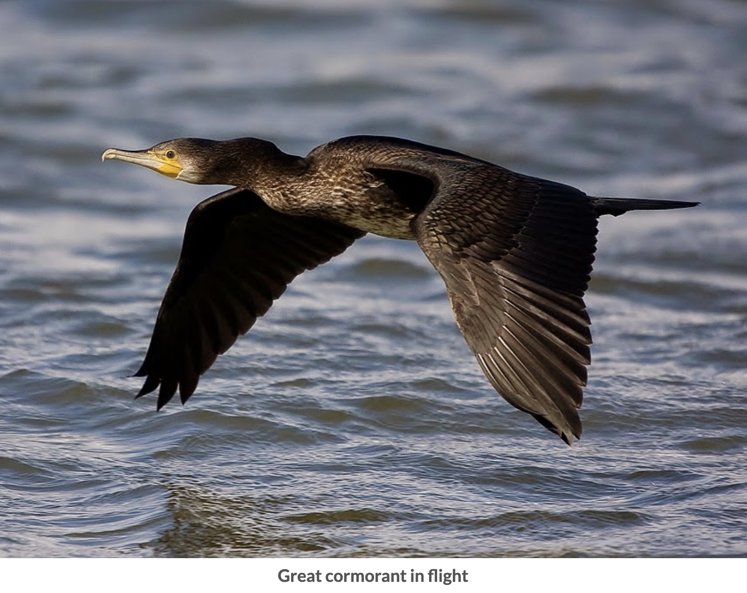 Image of Short-feathered shag in flight