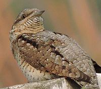 Eurasian wryneck