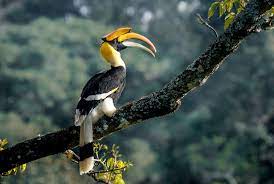 Great Indian hornbill, a source of interesting bird behavior