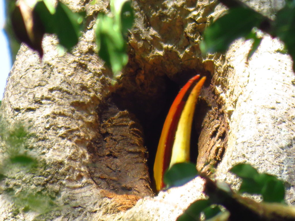 Great hornbill nest