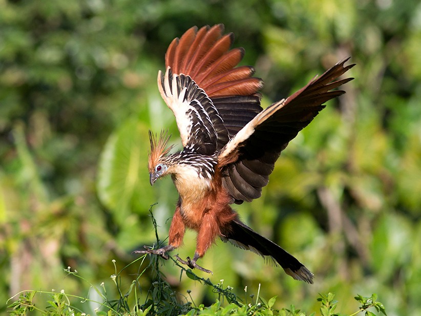 Hoatzin