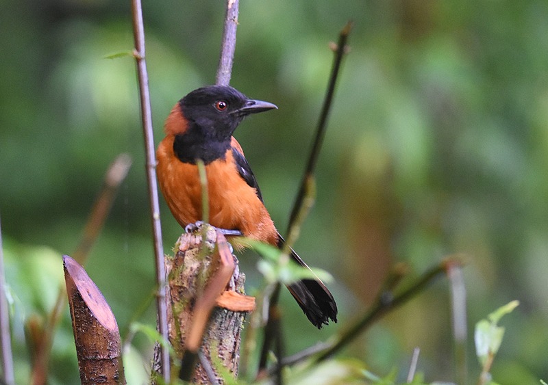 Hooded pitohui, a source of interesting bird behavior