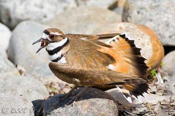 The Extraordinary Abilities of Birds