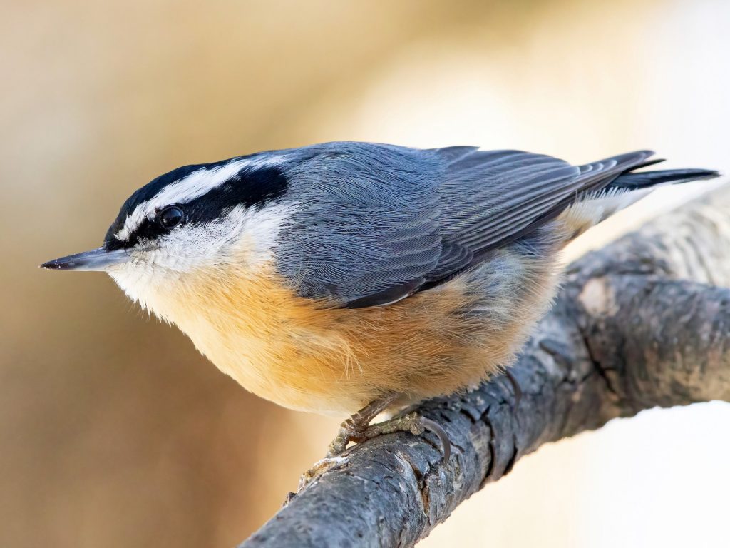 Red-breasted nuthatch, a source of interesting bird behavior