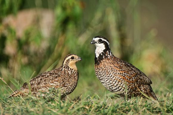 Bobwhite quail