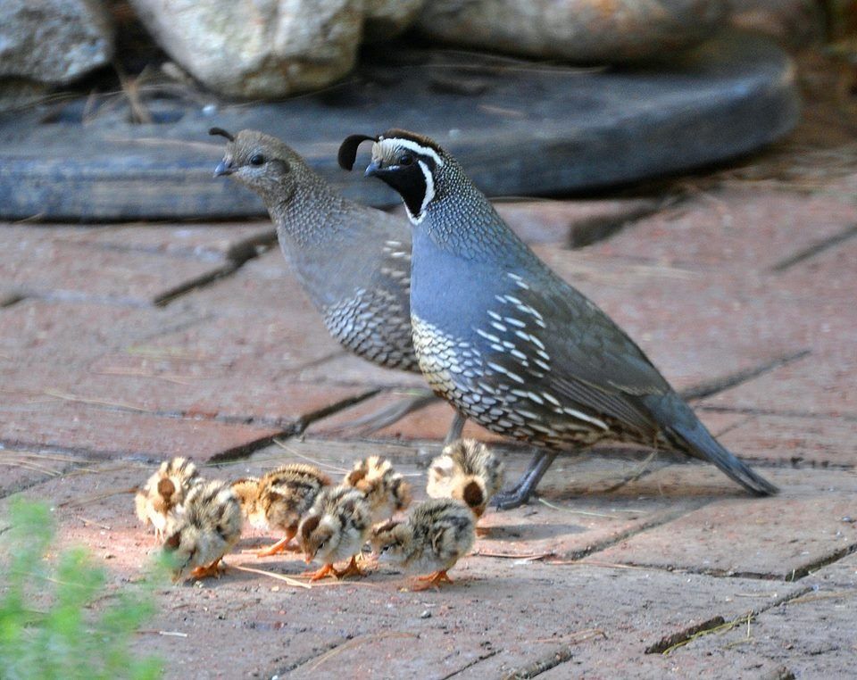 The California Quail's head plume, or - Audubon California