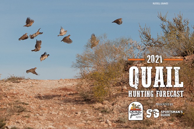 California quail hunting forecast