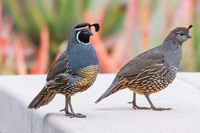 The California Quail's head plume, or - Audubon California