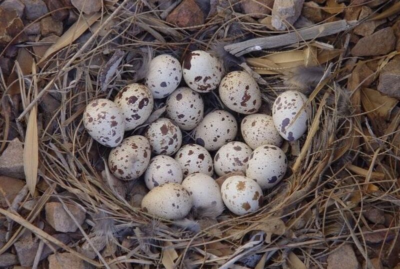 California quail nest and eggs
