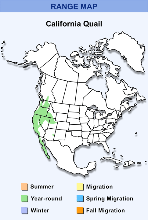 California quail - range map